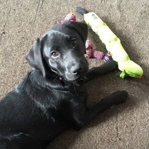 Meet your Posher, Sierra